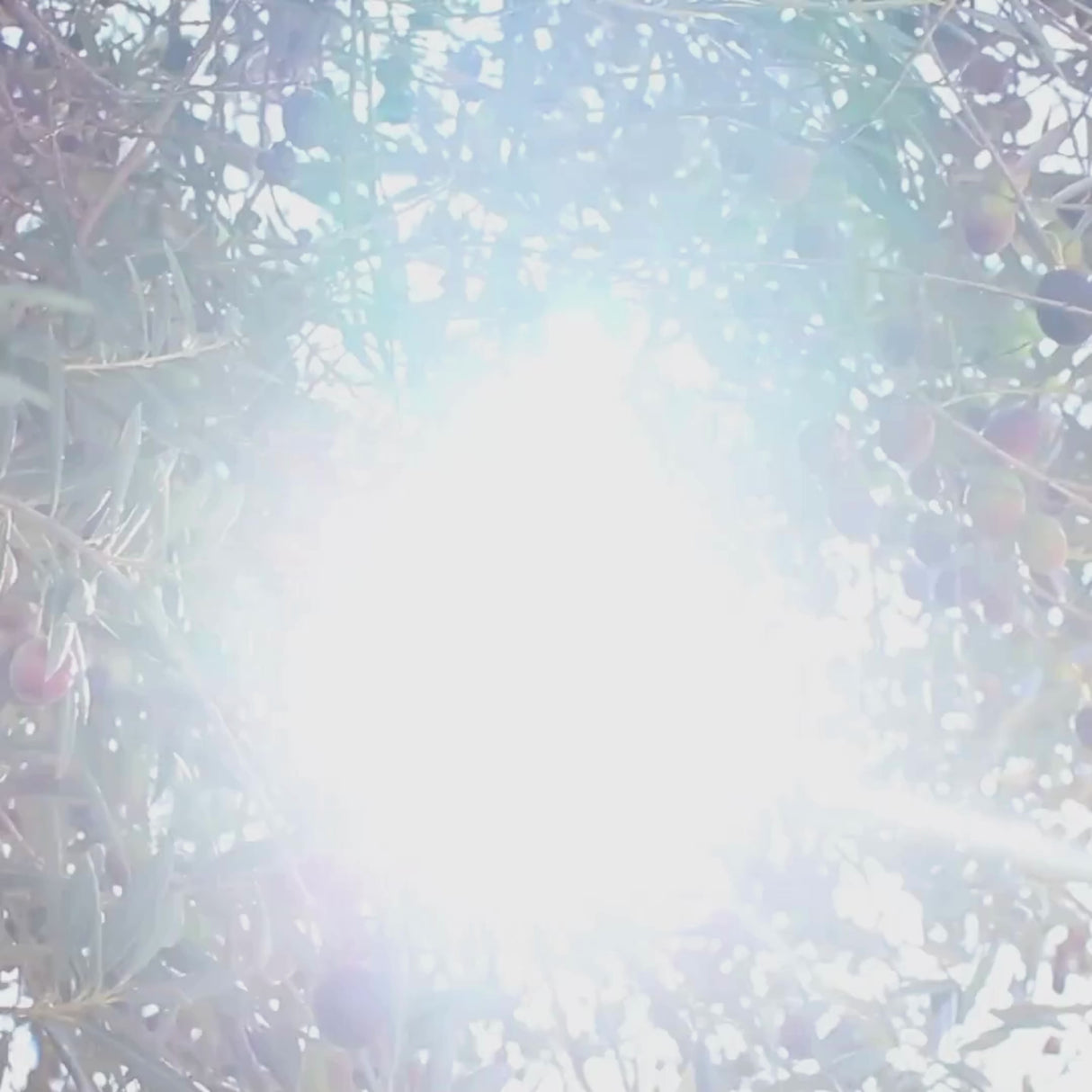 Aceite de oliva virgen extra Coosur Olivares Centenarios 5L